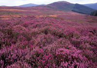 ウィックロー国立公園