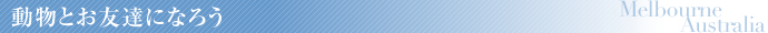 動物とお友達になろう