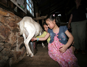 1泊からのファームステイでオージー生活体験（メルボルン）