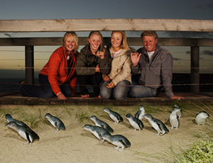 フィリップ島で野生のペンギンのパレードを
