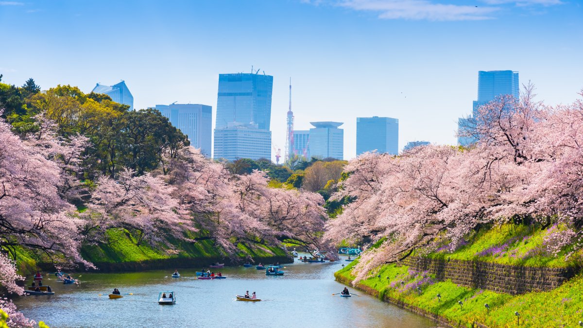 Chidorigafuchi cherry blossoms