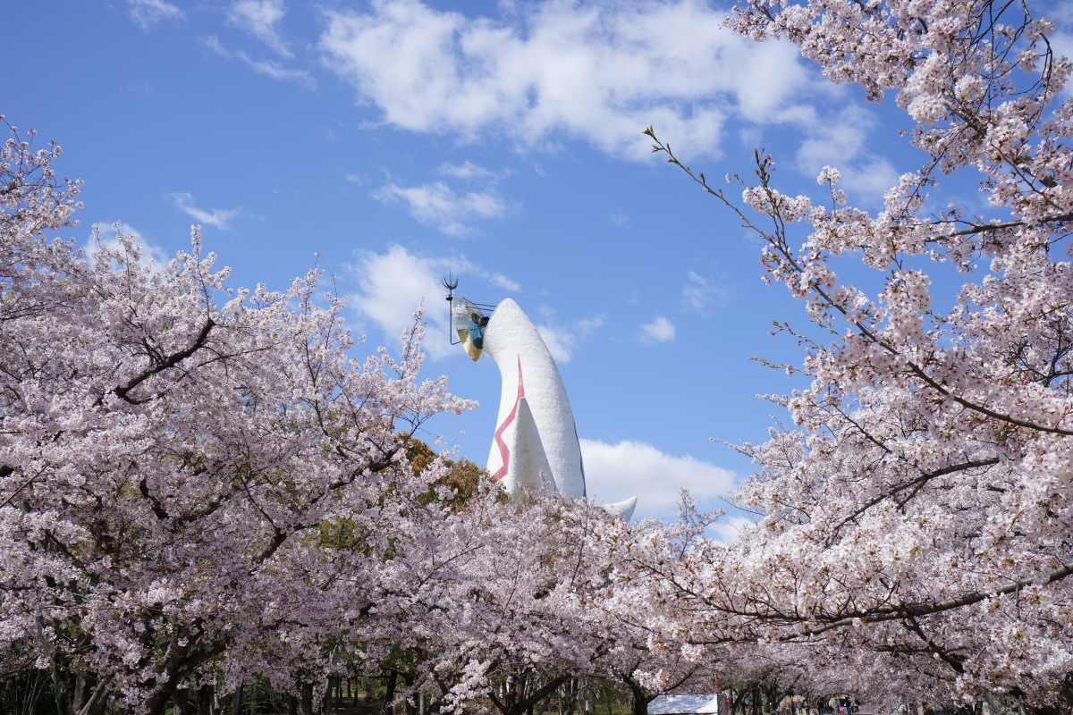 Cherry blossoms in Expo'70 Commemorative Park in Osaka, Japan