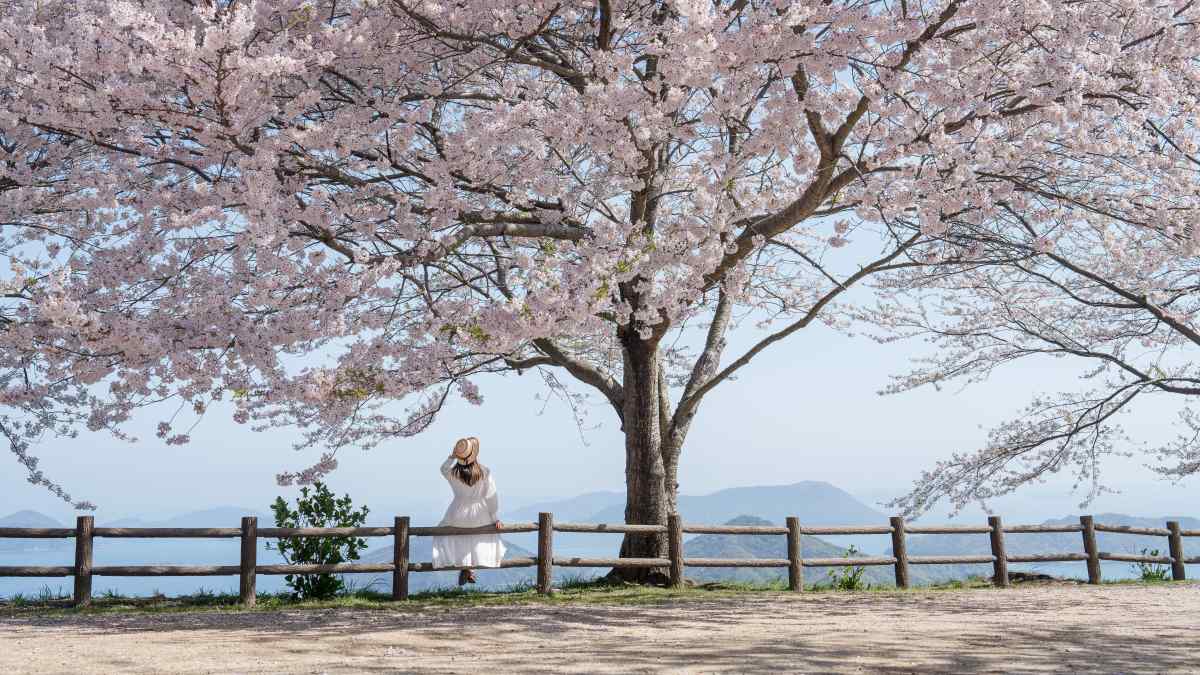Mt. Shiudeyama with cherry blossoms in full bloom and the back view of a woman