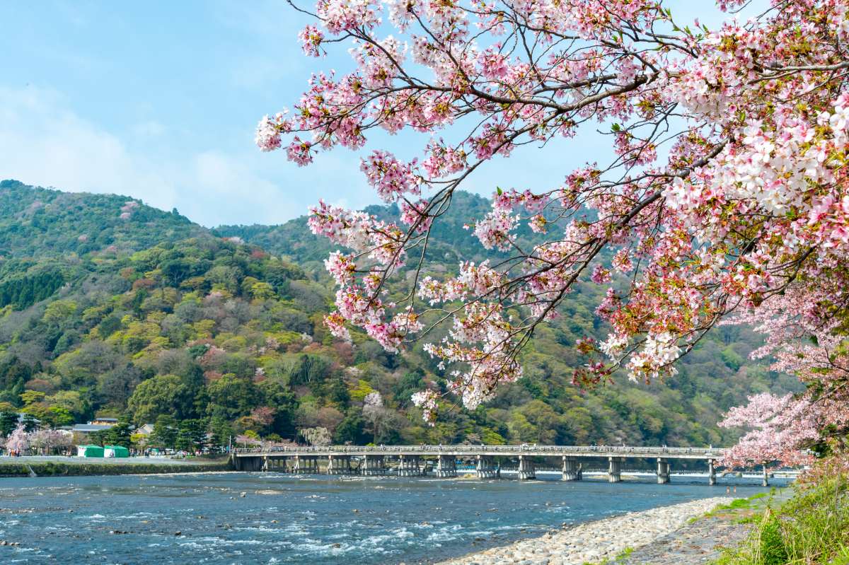 Arashiyama Cherry Blossoms