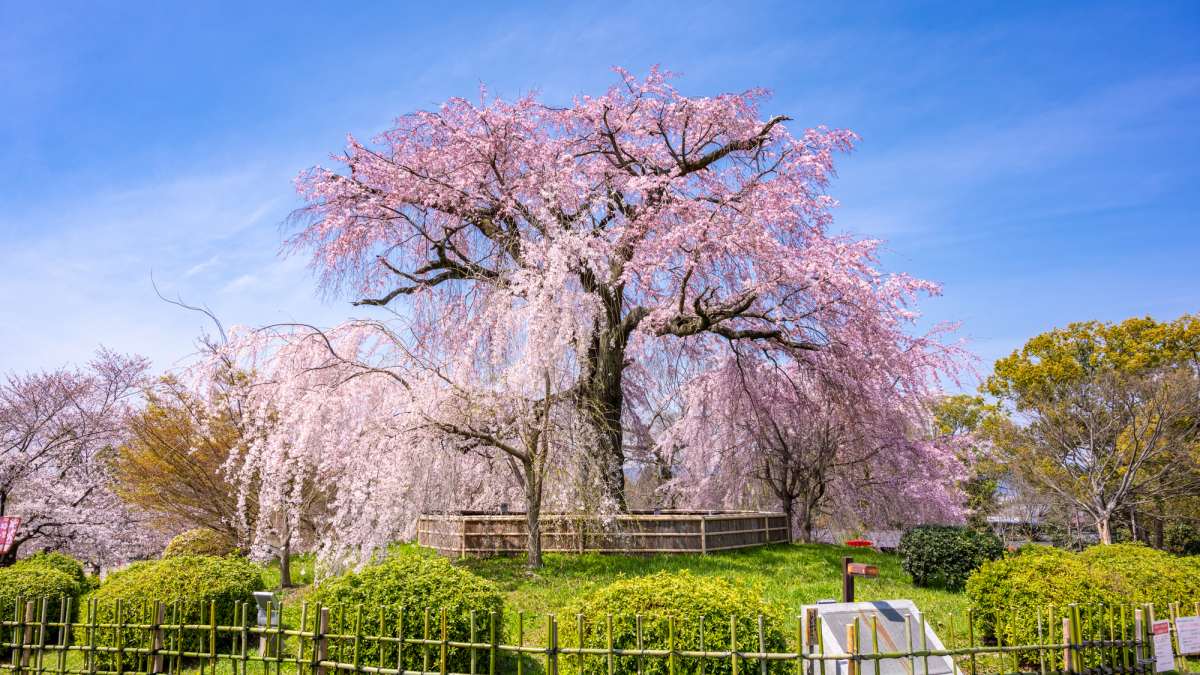 Maruyama Park cherry blossoms