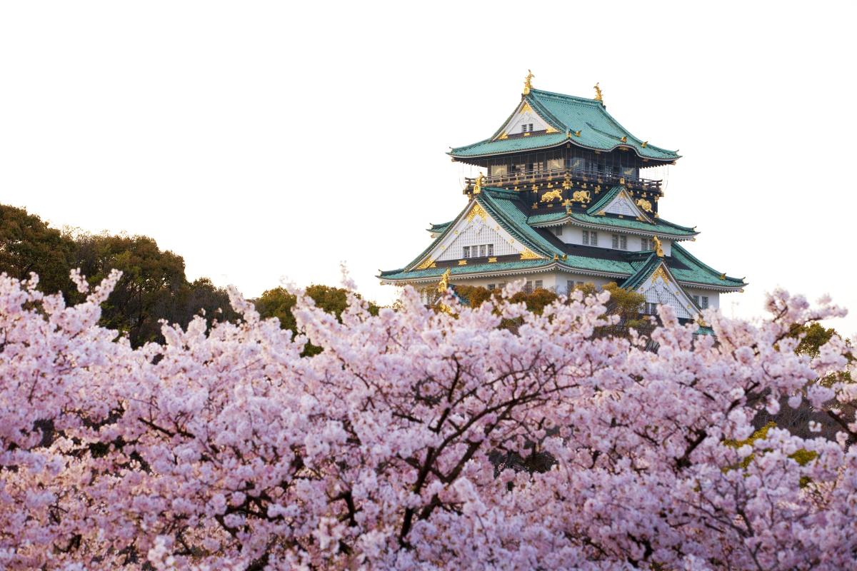 Osaka Castle Cherry Blossoms