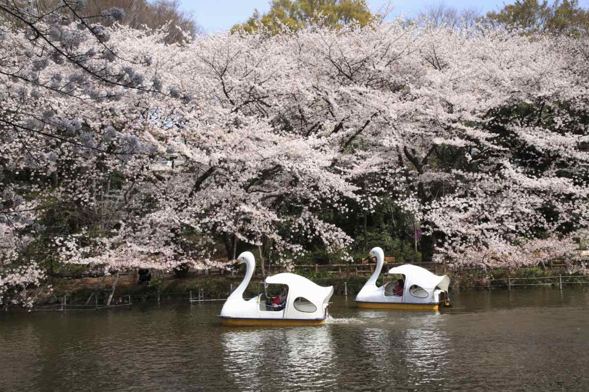 Inokashira Park Cherry Blossoms