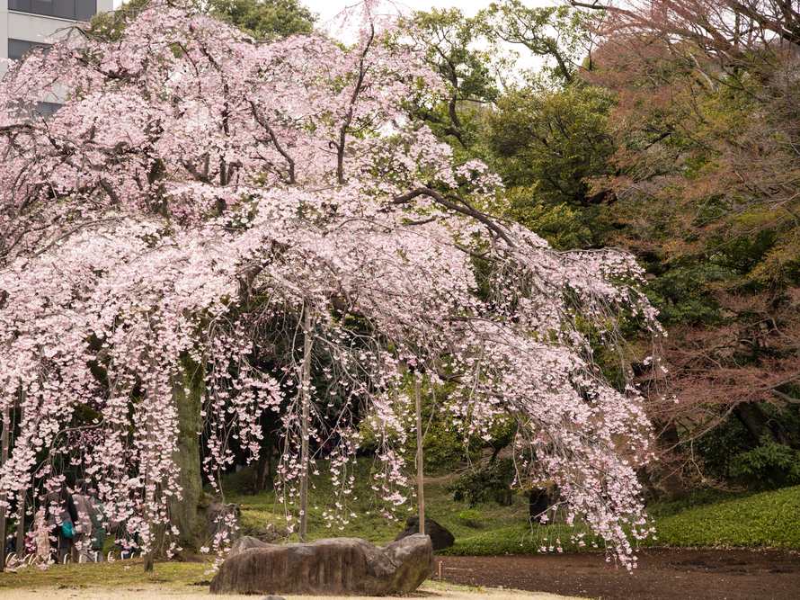 Koishikawa Korakuen Cherry Blossoms