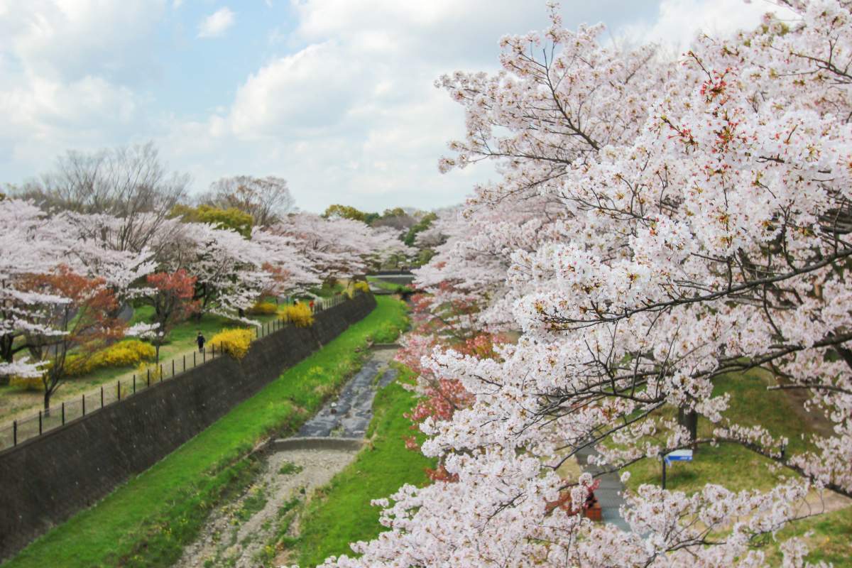 Showa Kinen Park Cherry Blossoms