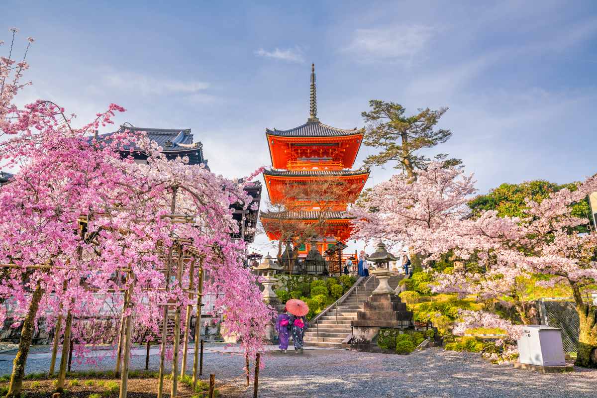 Kiyomizu-dera Temple and cherry blossom season (Sakura) spring time in Kyoto, Japan