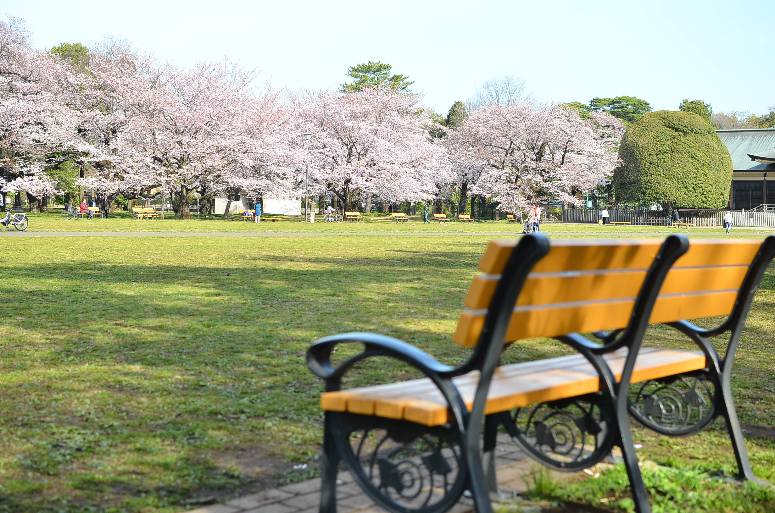 Koganei Park Cherry Blossoms