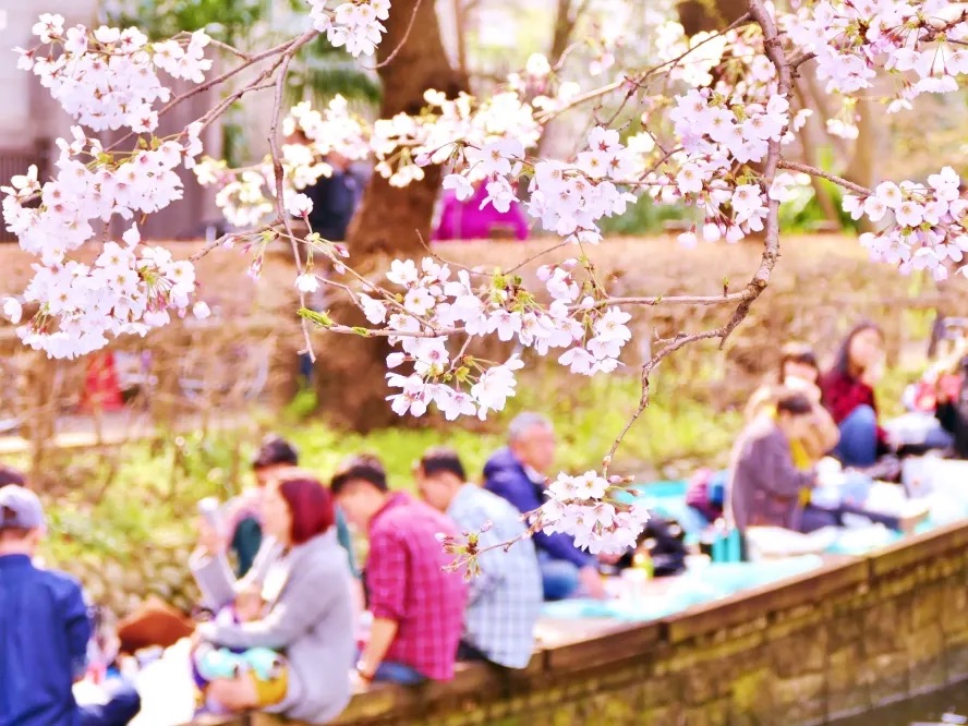 Riverside Hanami in Kyoto
