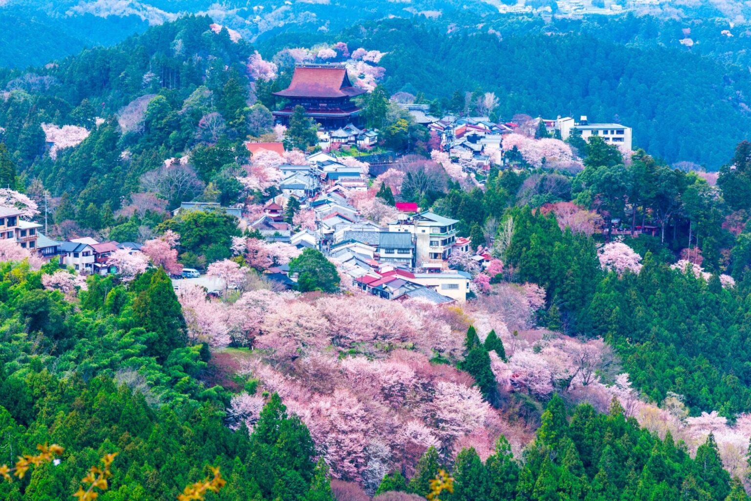Mt. Yoshino Cherry Blossoms