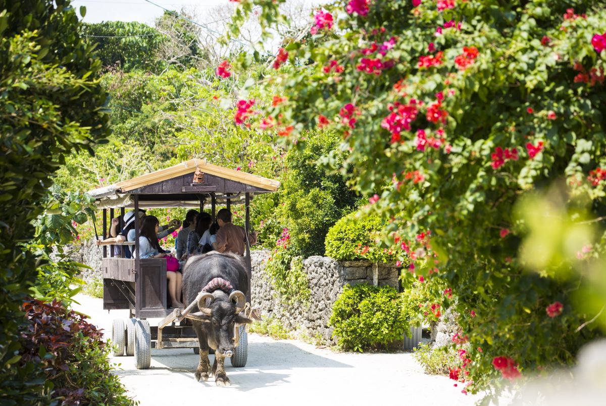 Ox cart on Taketomi Island
