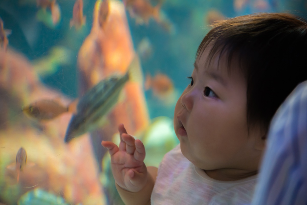 Baby seeing fish for the first time