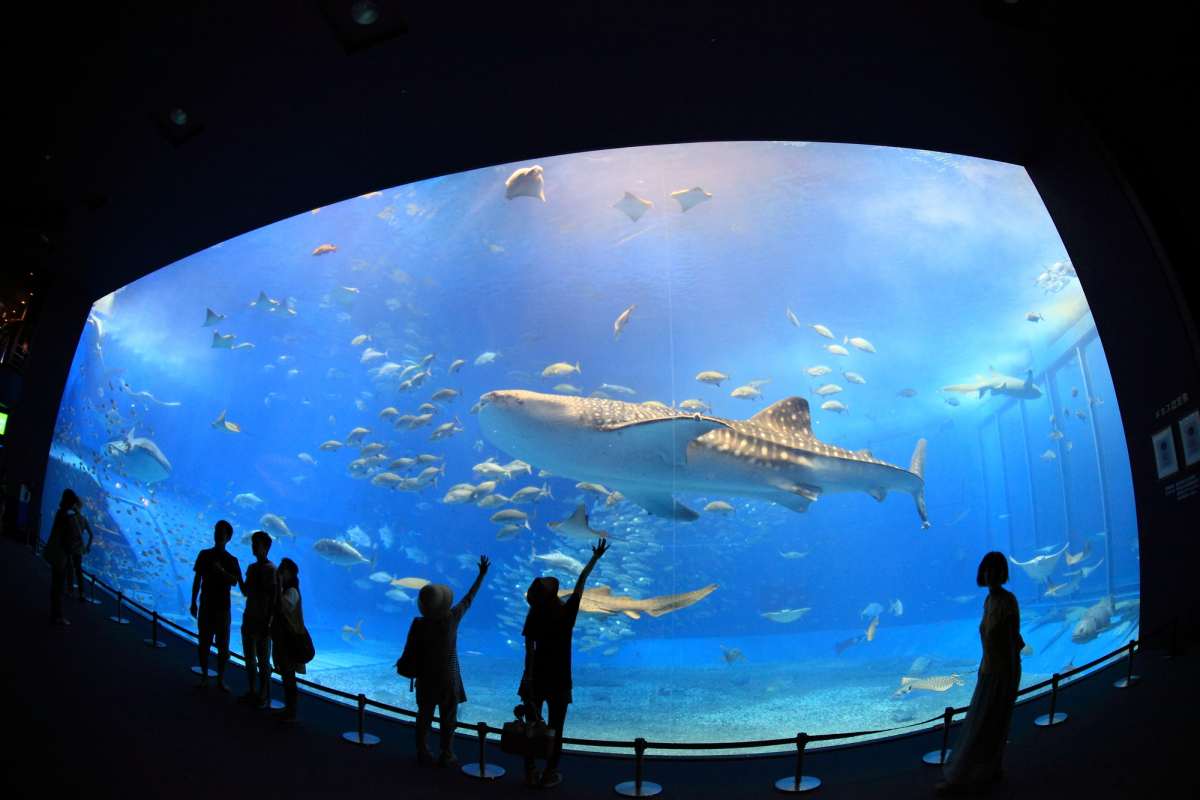 Churaumi Aquarium Whale