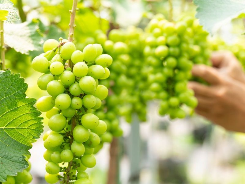 Hokkaido Grape Picking Tour