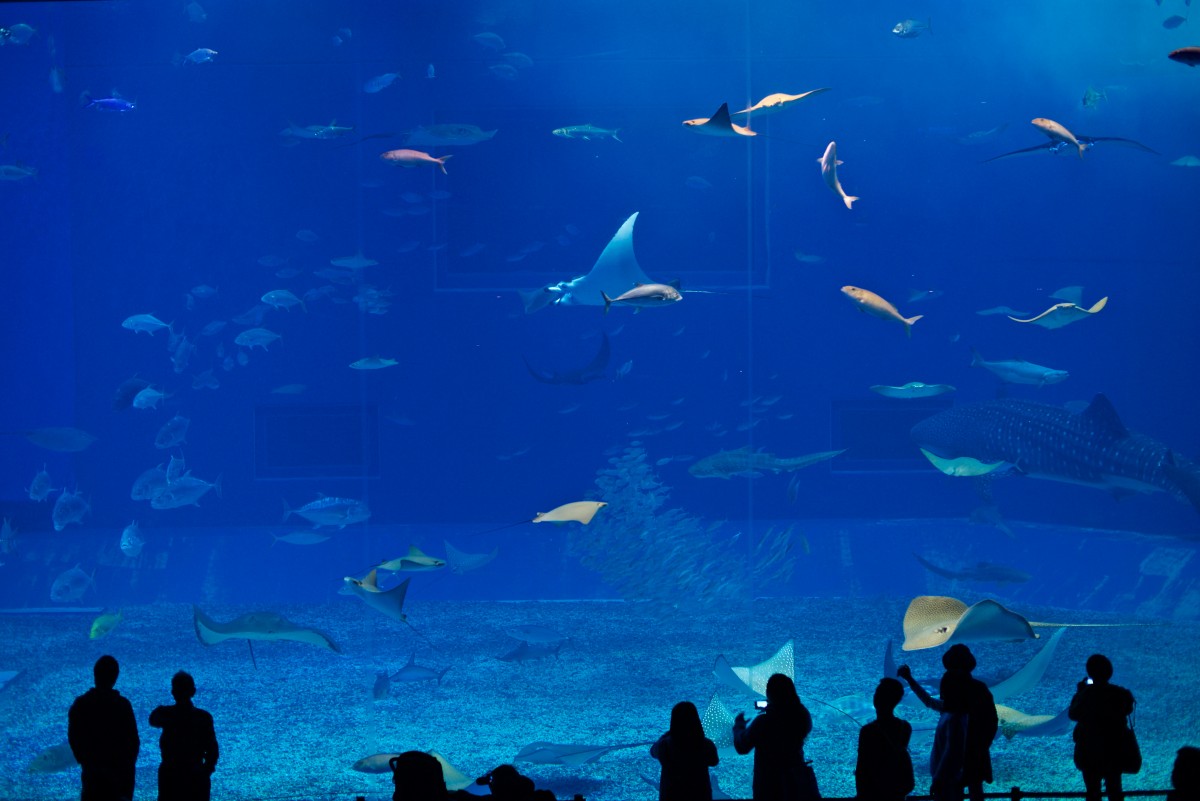 Churaumi Aquarium in Okinawa
