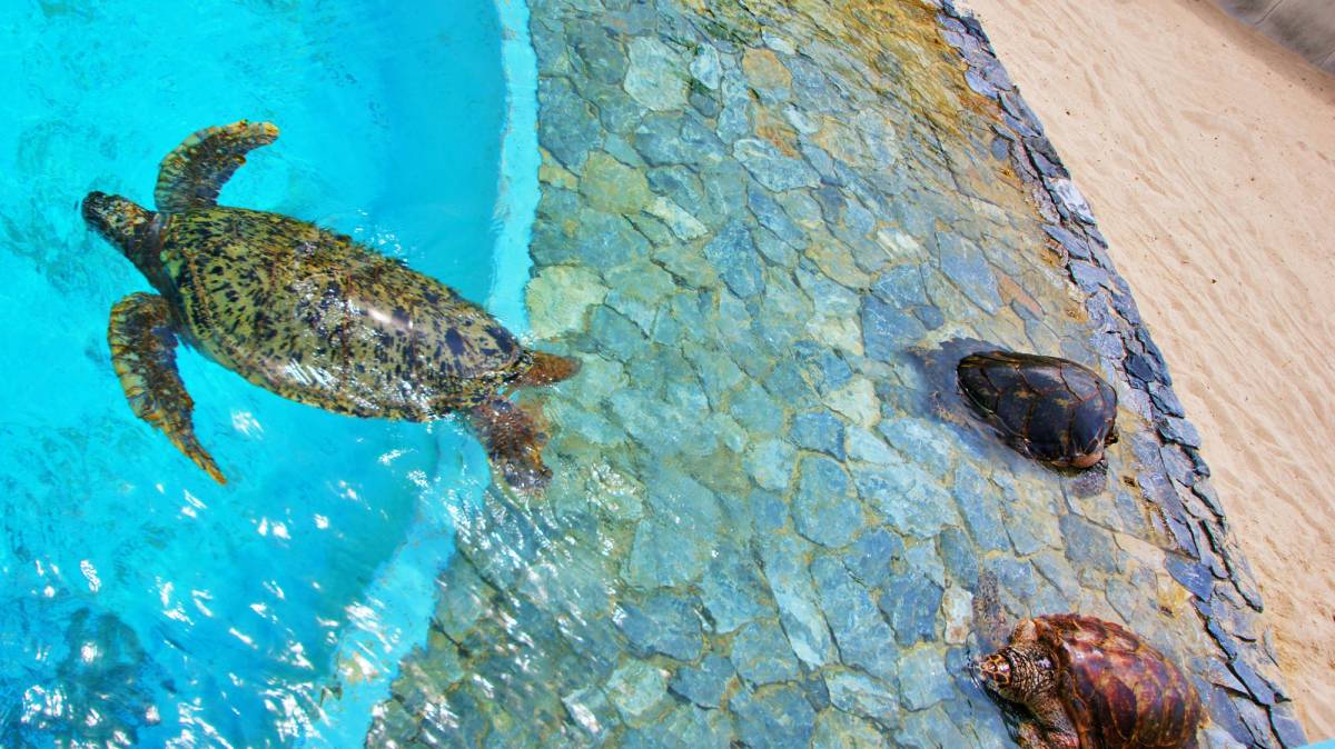 Sea Turtles Pool