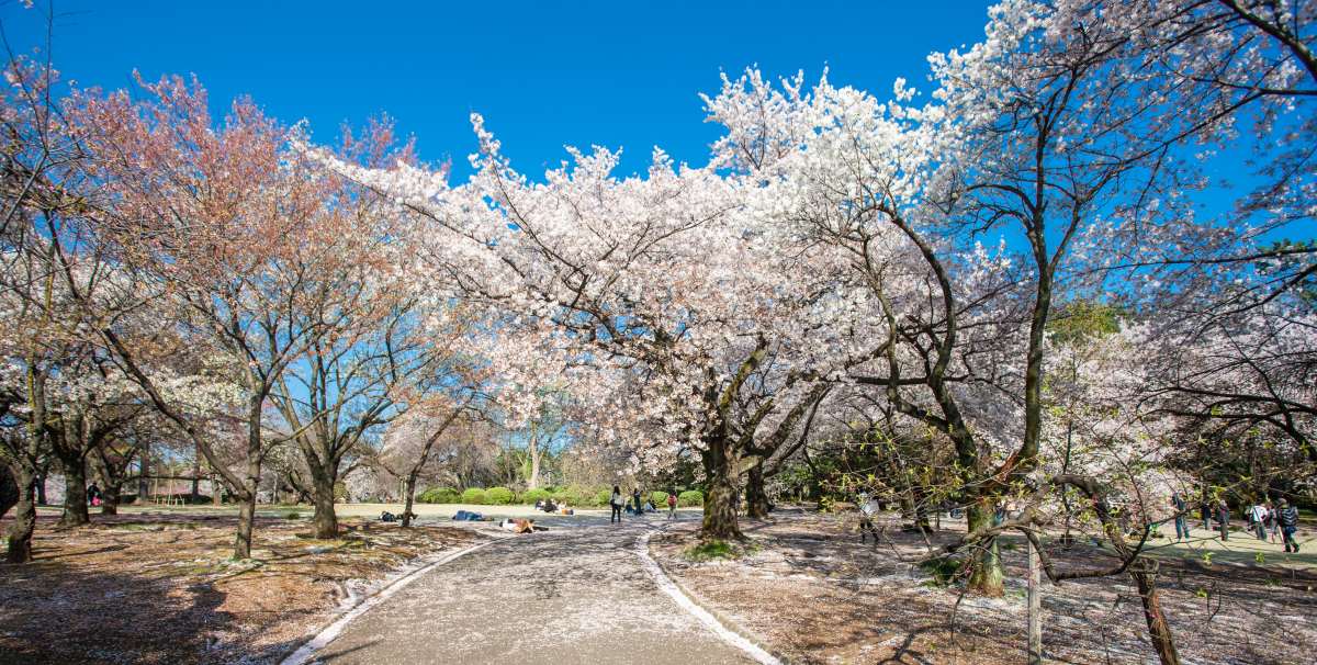 Path with cherry blossoms at Shinjuku Gyoen