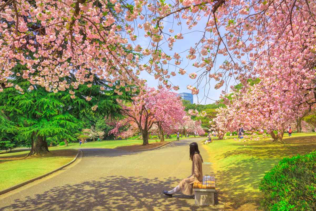 Unidentified woman relaxes under blossoming cherry tree in Shinjuku Gyoen National Garden. Shinjuku Gyoen is the best places in Tokyo to see cherry blossoms. Springtime, blu sky.