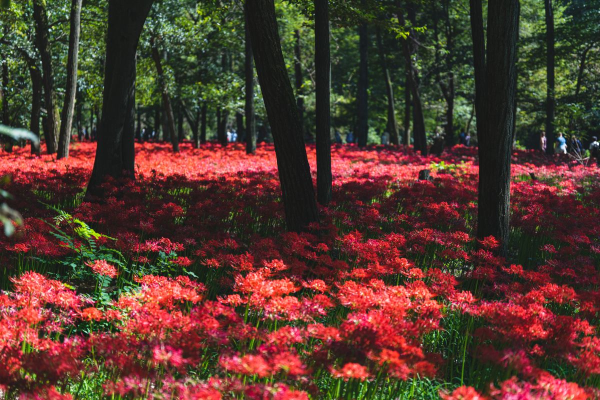 A cluster amaryllis of Kinchakuda(Saitama, Japan)
