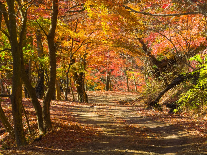 Mountain road surrounded by autumn leaves (Fujikawaguchiko, Yama