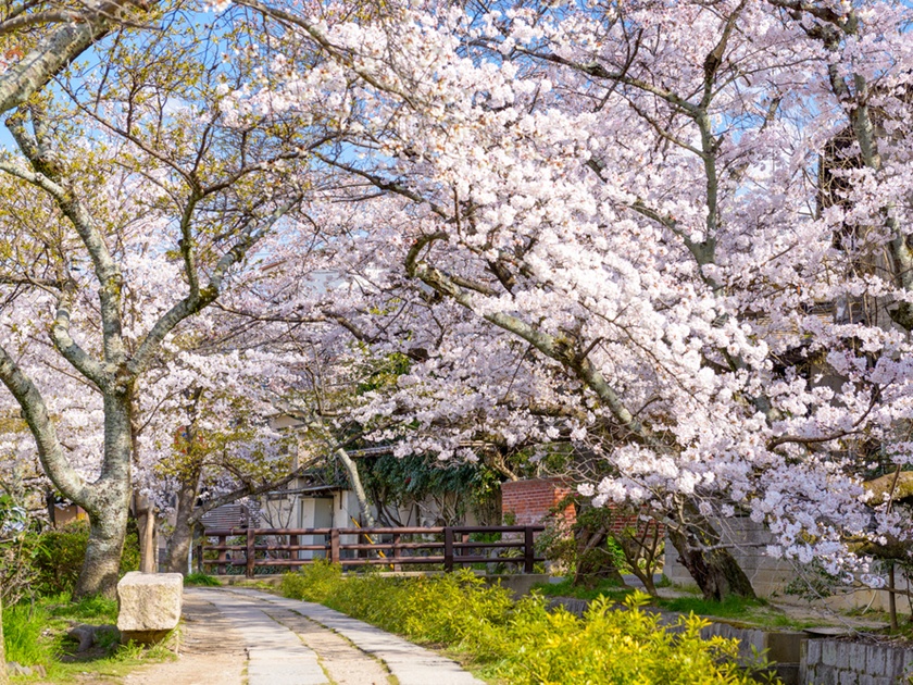 Japan_Kyoto_Philosopher's Path_Cherry Blossom_Spring_shutterstock_363025775