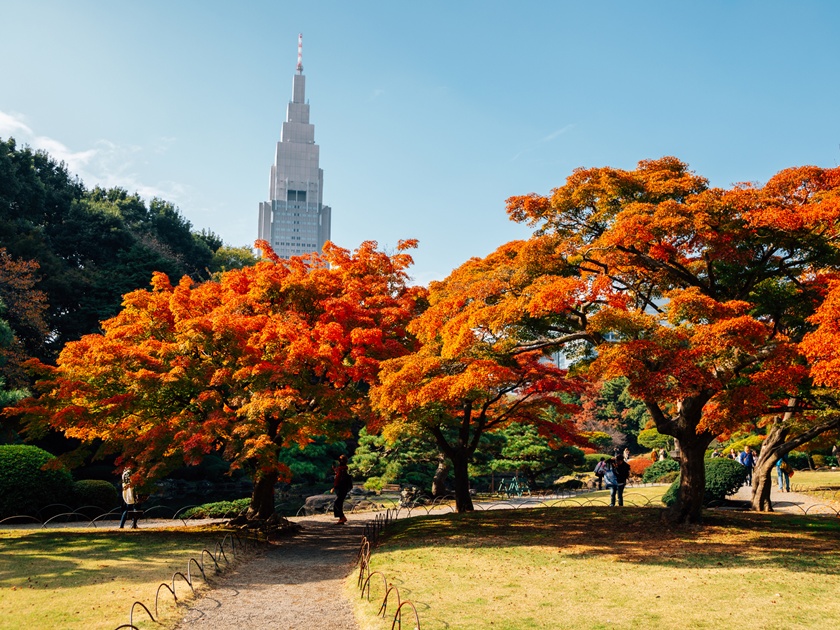 Shinjuku Gyoen park at autumn in Tokyo, Japan
