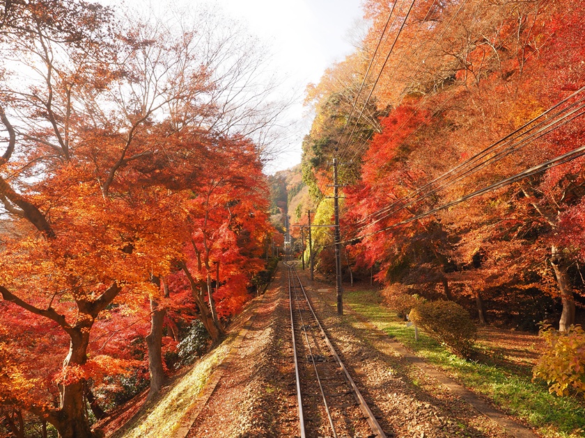 Japan_Tokyo_Mt Takao_Redleave_Autumn_Fall_shutterstock_1063221248