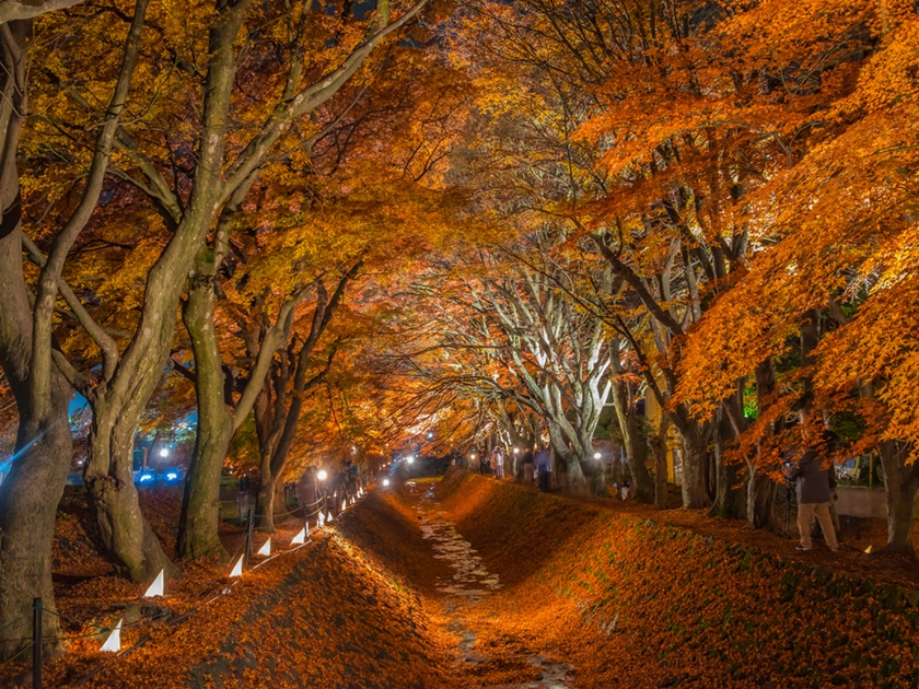 Japan_Yamanashi_Lake Kawaguchi_Maple Corridor_shutterstock_535659574
