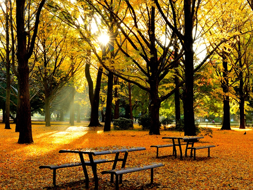 Japan_Yoyogi Park_pixta_96591060_M