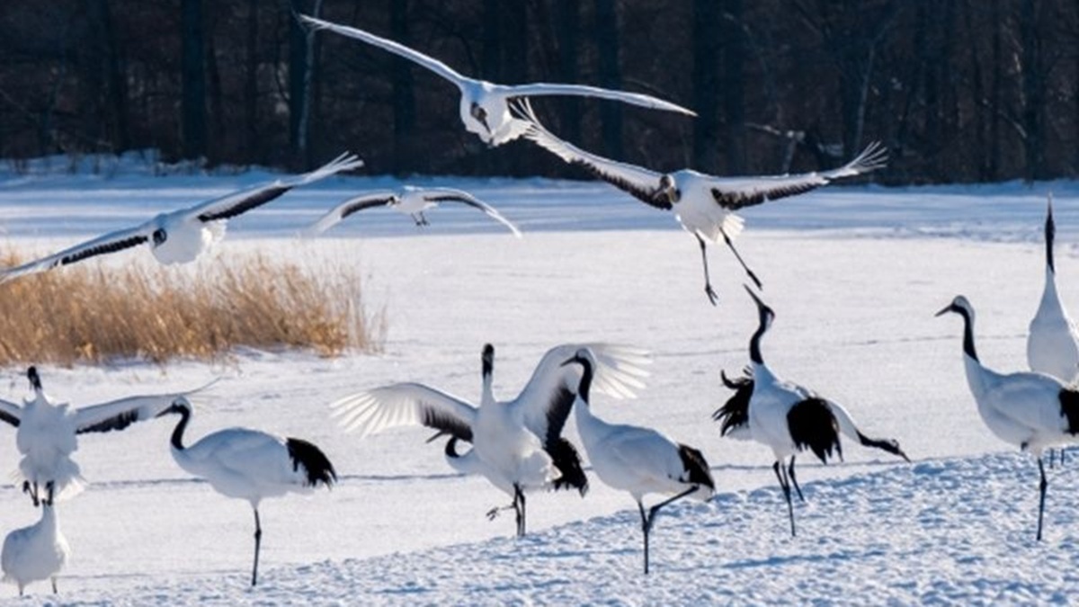 Flock of cranes on snowy plains