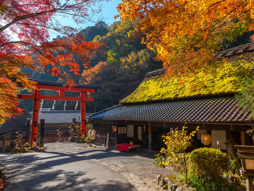 Japan_Autumn_Saga Toriimoto - Hiranoya_pixta_16973229_M