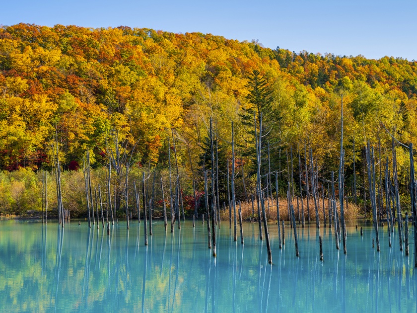Japan_Hokkaido_Biei_Blue Pond_Autumn_pixta_58831725_M