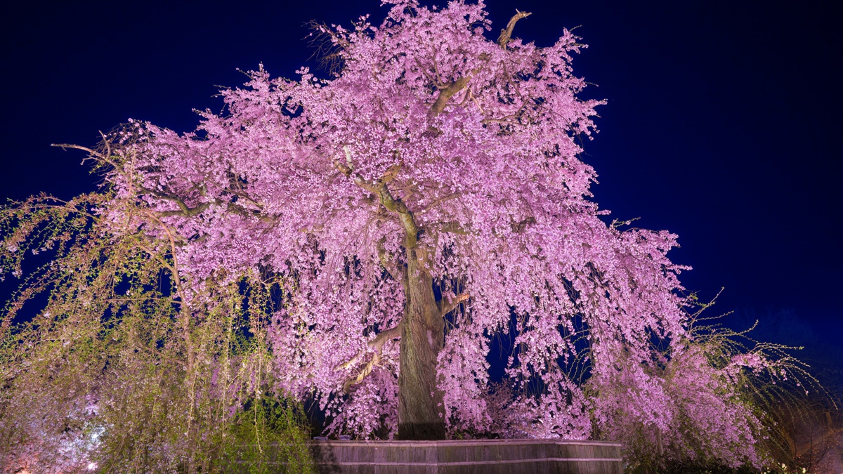 Japan_Kyoto_Maruyama_Park_pixta_21978284