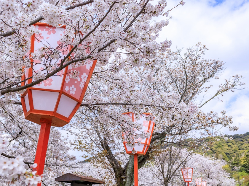 Japan_Kyoto_Maruyama_Park_pixta_64063827