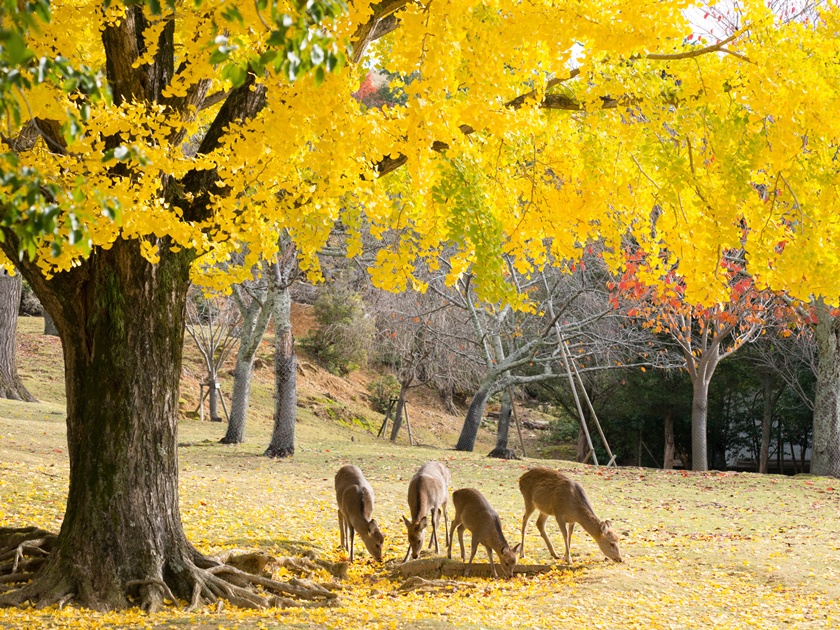 Japan_Nara_Park_pixta_61761331