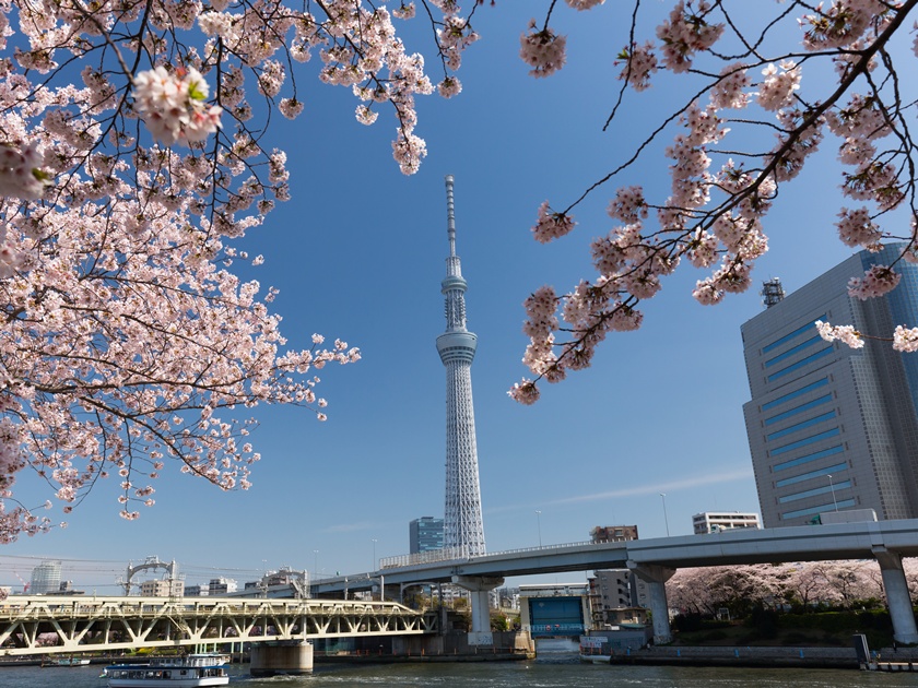 Japan_Tokyo_Skytree_Sumida River_Cherry Blossom_shutterstock_297644048
