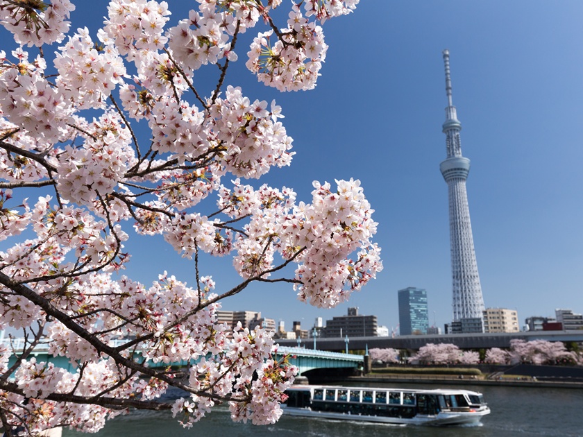 Japan_Tokyo_Skytree_Sumida River_Cherry Blossoms_shutterstock_297644045