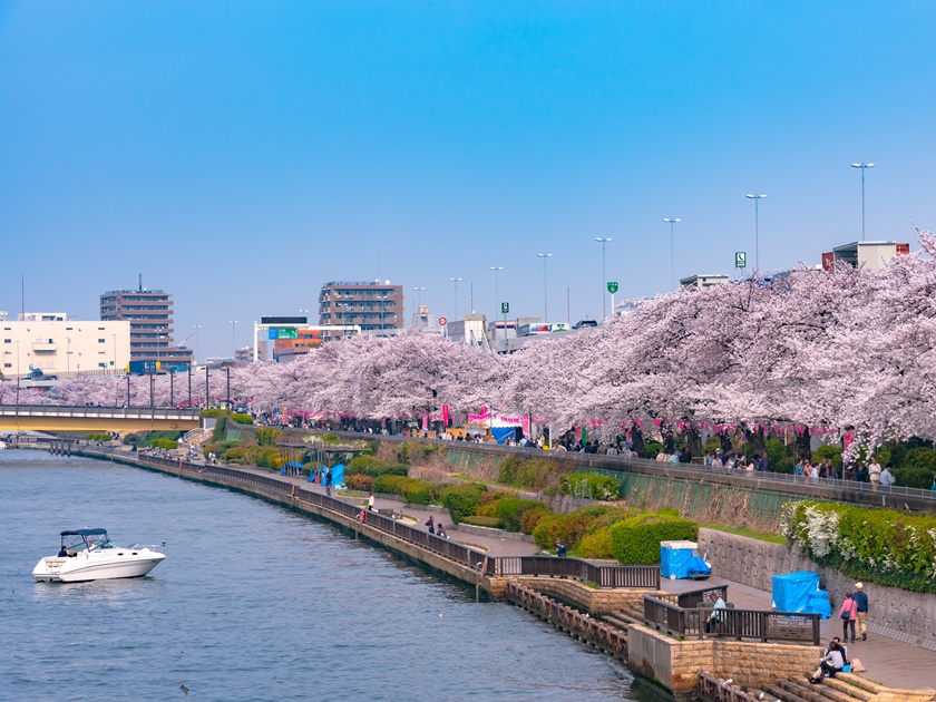Japan_Tokyo_Sumida River_Cherry Blossom_shutterstock_1225193776