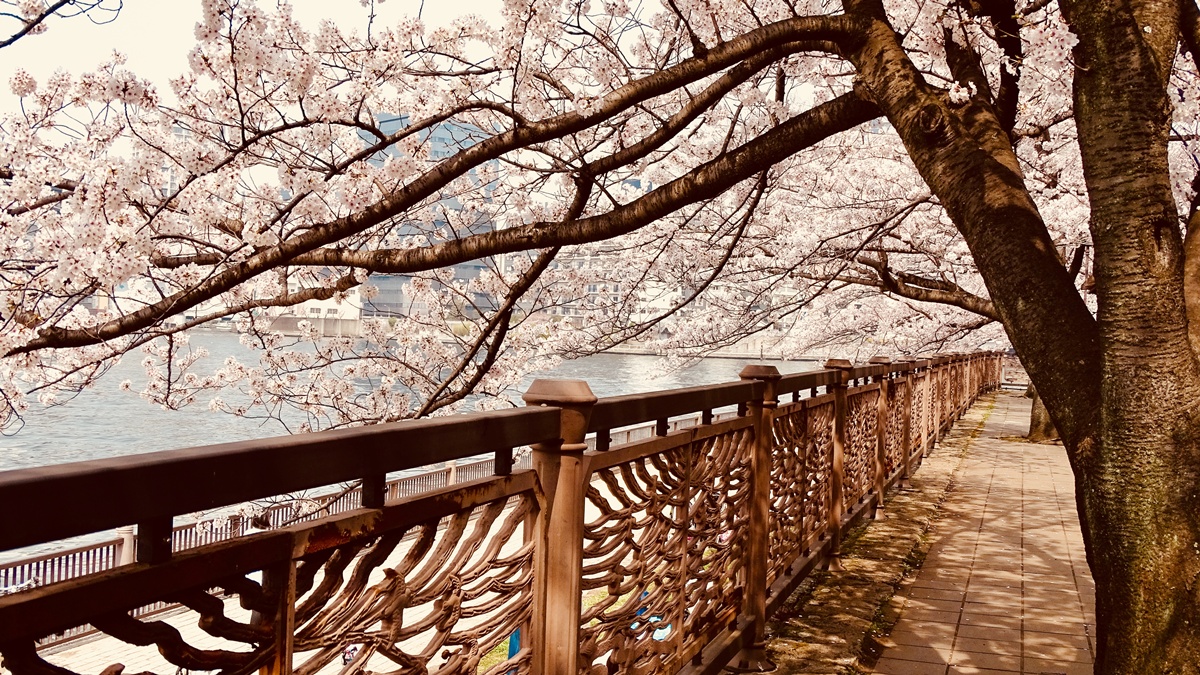 Japan_Tokyo_Sumida River_Tsukuda Park_Cherry Blossom_shutterstock_1164258829