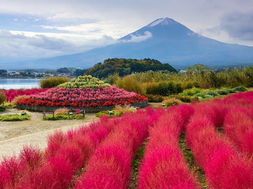 Japan_Yamanashi_Oishi Park_Kokia_shutterstock_335579306