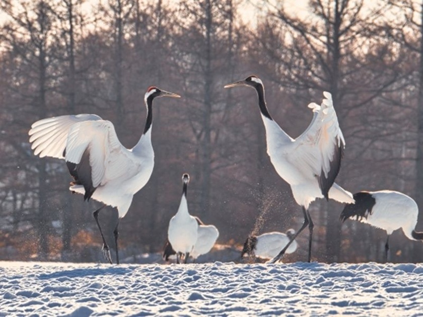 Red-crowned cranes in winter Kushiro