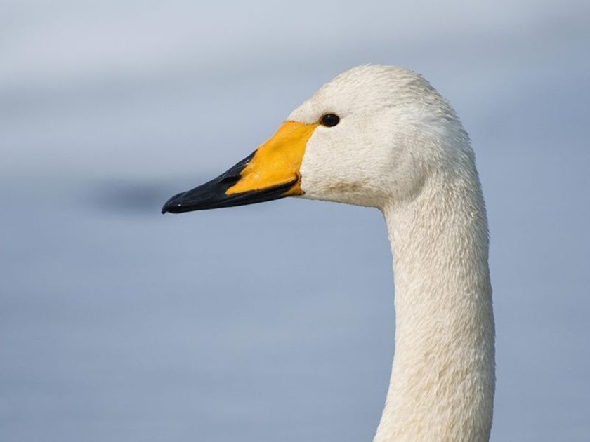 Swans resting on a northern lake