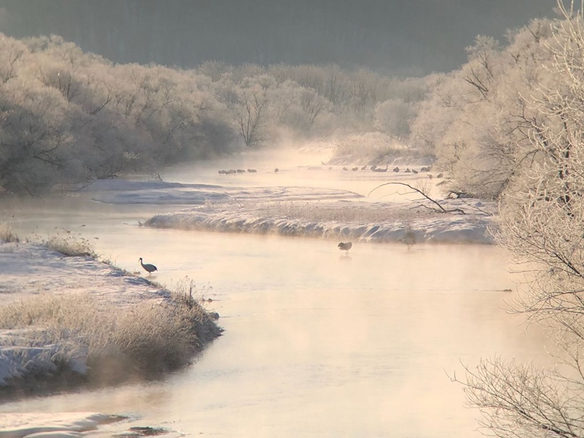 Cranes in the Snow: Tsurui Winter Crane Watching from Kushiro