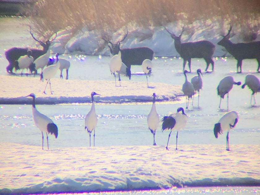 Cranes in the Snow: Tsurui Winter Crane Watching from Kushiro