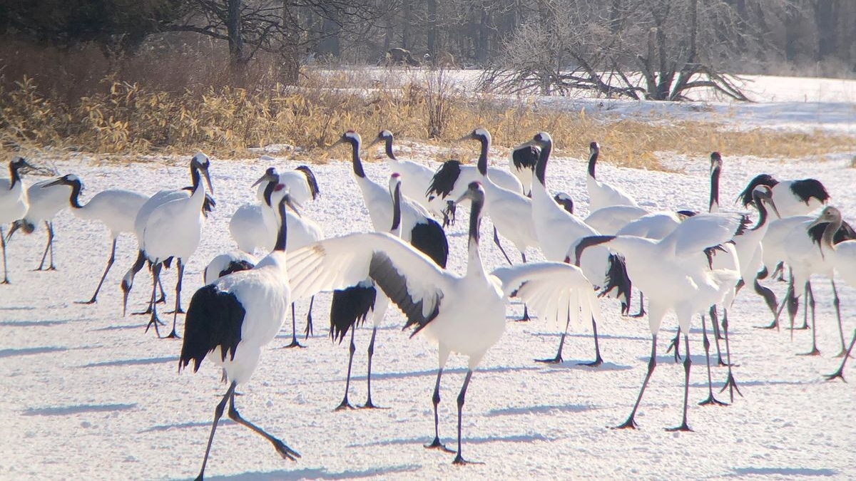 Cranes in the Snow: Tsurui Winter Crane Watching from Kushiro