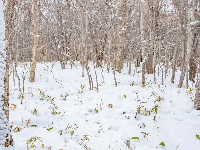 Snowy deep forest overlooking drift ice concept image)