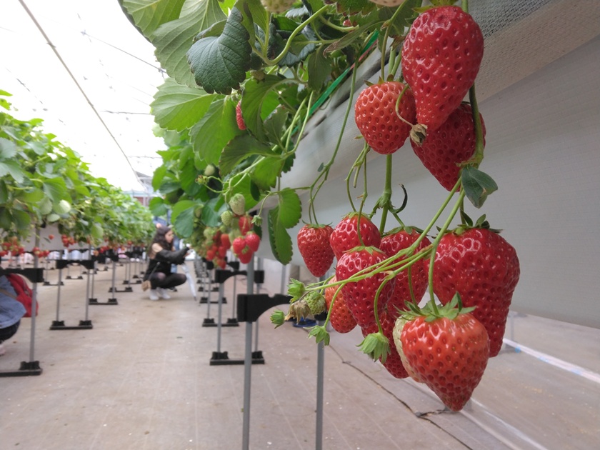 Tokyo Winter Escape: Nikko Kamakura Snow House Festival & Strawberry Picking Day Trip (2025–26 Guide)